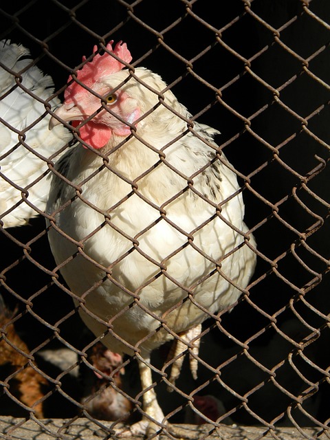 映出中国在 映出中国在